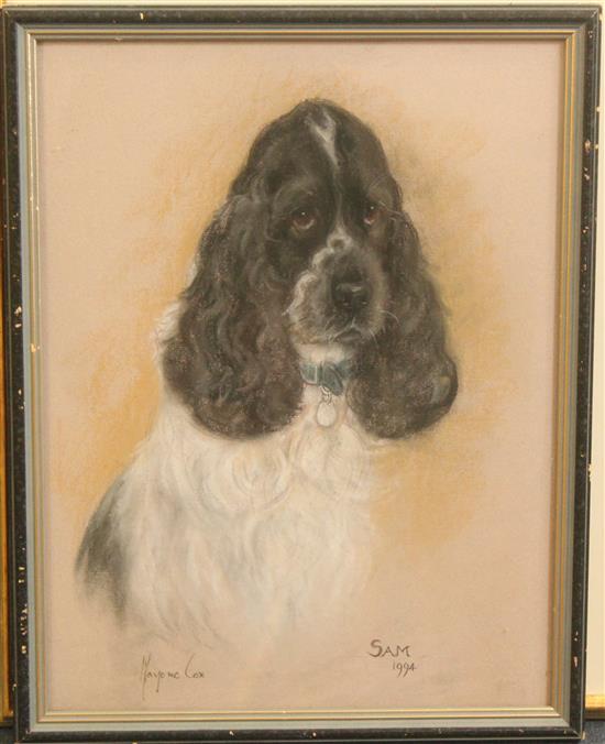 Marjorie Cox (20th C.) Portrait of a cocker spaniel Sam, 16.5 x 12.5in.